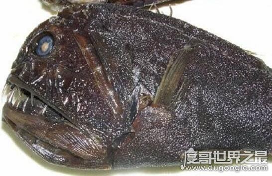 凶神恶煞的深海龙鱼，满口又长又尖的獠牙(身体会发光)
