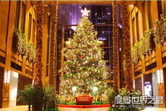 圣诞树是什么树，经过装饰的常青树(松柏类的树比较常见)