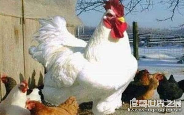 世界上最重的鸡,最高能达到1.2米(婆罗门鸡)