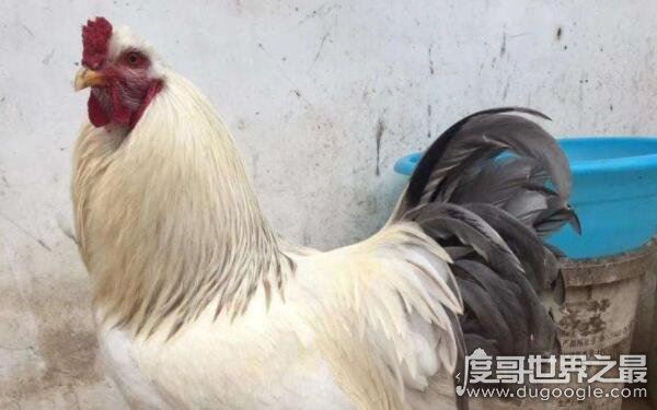 世界上最重的鸡，最高能达到1.2米（婆罗门鸡）