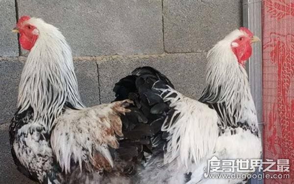 世界上最重的鸡，最高能达到1.2米（婆罗门鸡）