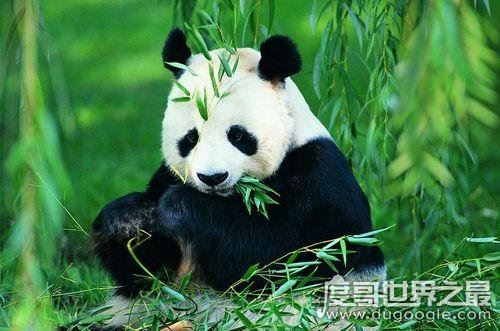 大熊猫吃肉吗,荤素照样通通都吃(主食仍然是竹子)