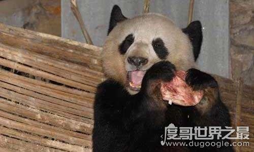 大熊猫吃肉吗，荤素照样通通都吃(主食仍然是竹子)
