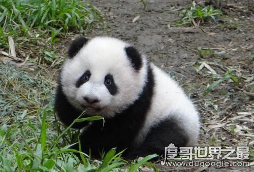 大熊猫吃肉吗,荤素照样通通都吃(主食仍然是竹子)