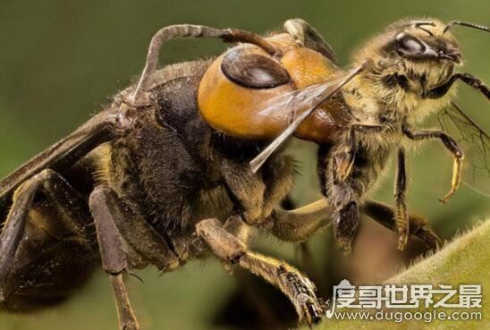 世界上最凶猛的虎头蜂，中国大虎头蜂蜇人致死