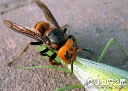 世界上最凶猛的虎头蜂，中国大虎头蜂蜇人致死