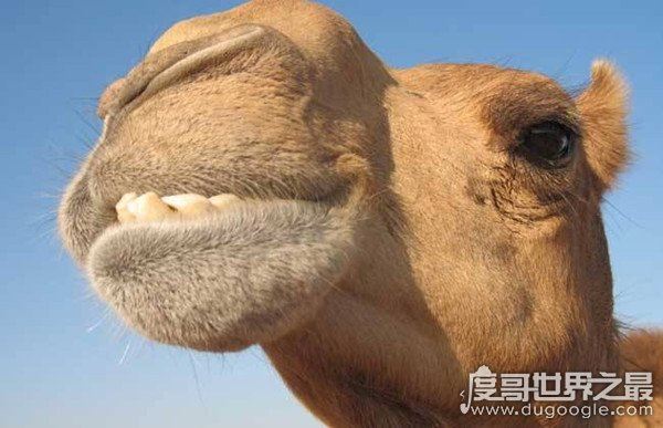 骆驼有几个胃,骆驼能够长期不吃不喝的原因就在这儿