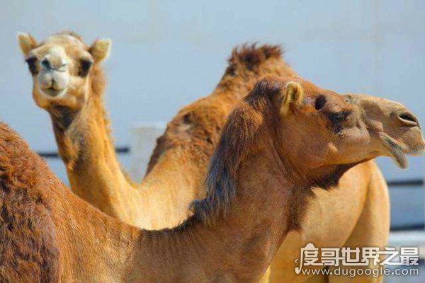 骆驼有几个胃，骆驼能够长期不吃不喝的原因就在这儿