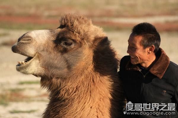 骆驼有几个胃，骆驼能够长期不吃不喝的原因就在这儿