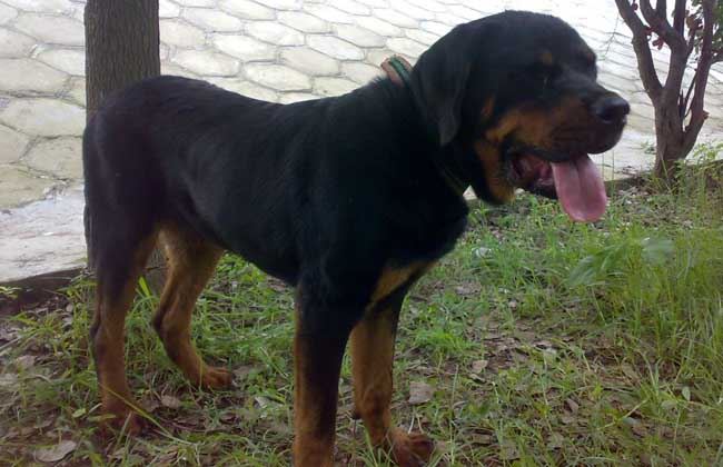 世界上十大最短命的狗，最忠诚的獒犬上榜最短只能活5年