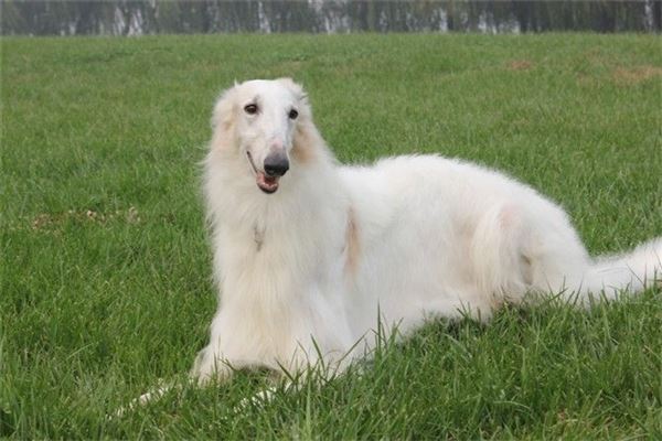 世界上十大最短命的狗，最忠诚的獒犬上榜最短只能活5年