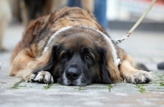 世界上十大最短命的狗，最忠诚的獒犬上榜最短只能活5年