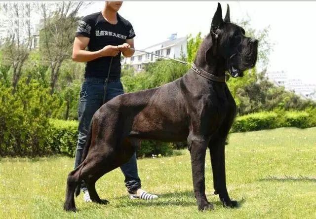 世界上十大最短命的狗，最忠诚的獒犬上榜最短只能活5年