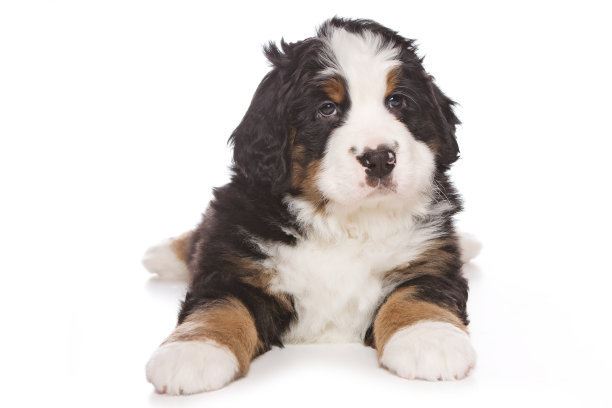 世界上十大最短命的狗，最忠诚的獒犬上榜最短只能活5年