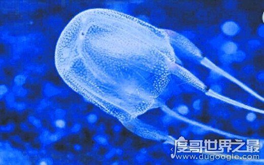 世界十大最毒动物排行榜,眼镜王蛇垫底(最毒动物是箱水母)