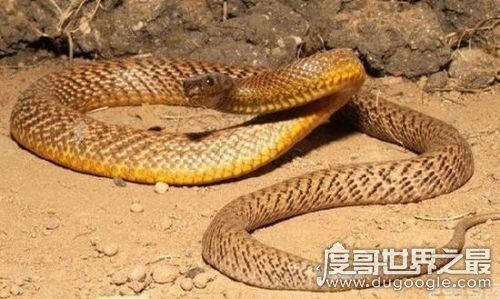 世界十大最毒动物排行榜，眼镜王蛇垫底(最毒动物是箱水母)