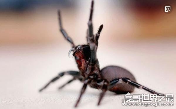 世界十大最毒动物排行榜,眼镜王蛇垫底(最毒动物是箱水母)