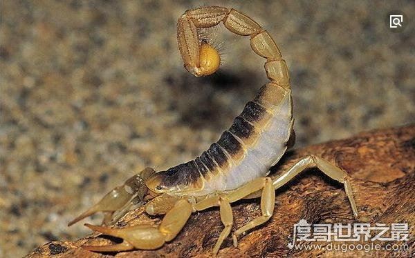 世界十大最毒动物排行榜，眼镜王蛇垫底(最毒动物是箱水母)