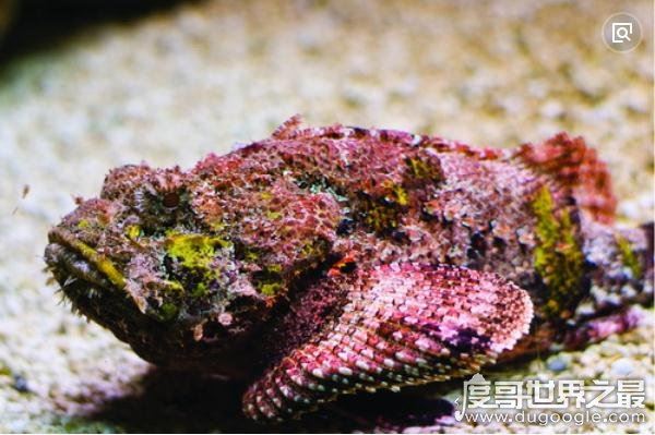 世界十大最毒动物排行榜,眼镜王蛇垫底(最毒动物是箱水母)