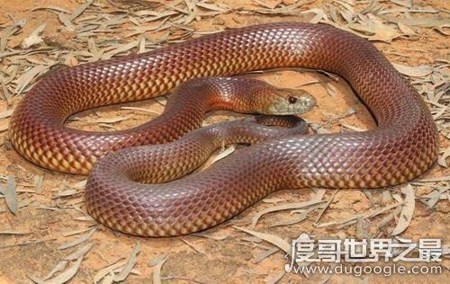 世界十大最毒动物排行榜，眼镜王蛇垫底(最毒动物是箱水母)