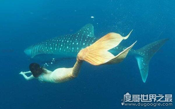 世界上美人鱼真实照片，1962年曾有相关报道（小人鱼）