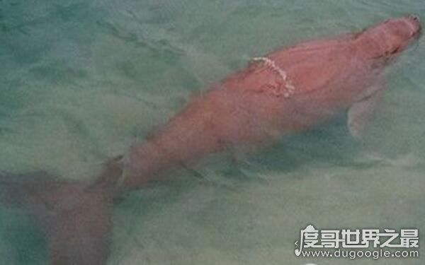 世界上美人鱼真实照片，1962年曾有相关报道（小人鱼）