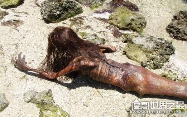 世界上美人鱼真实照片，1962年曾有相关报道（小人鱼）