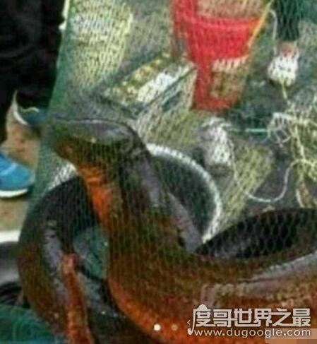 世界上最大的黄鳝,长1.5米重36斤已修炼成精