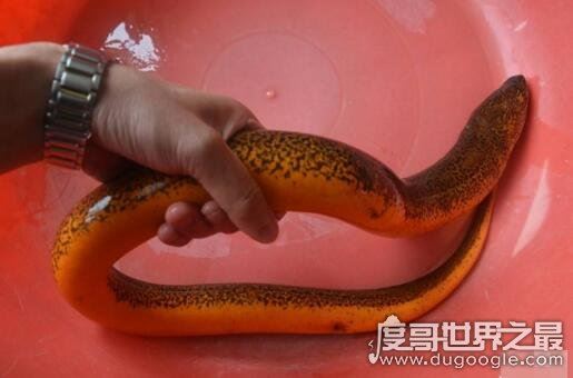 世界上最大的黄鳝,长1.5米重36斤已修炼成精