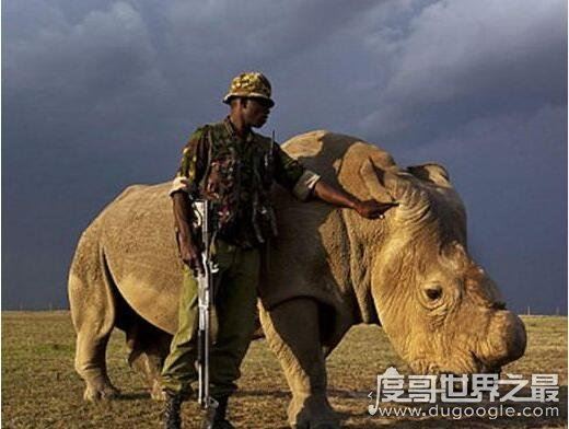 世界上最大的黄鳝，长1.5米重36斤已修炼成精