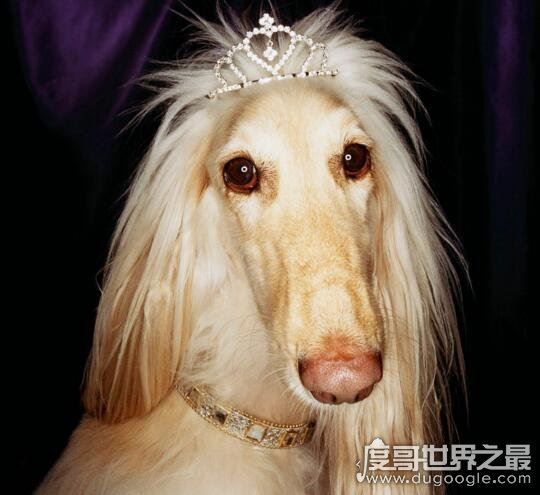 阿富汗猎犬多少钱一只,价值8000的贵族犬(国内禁养)