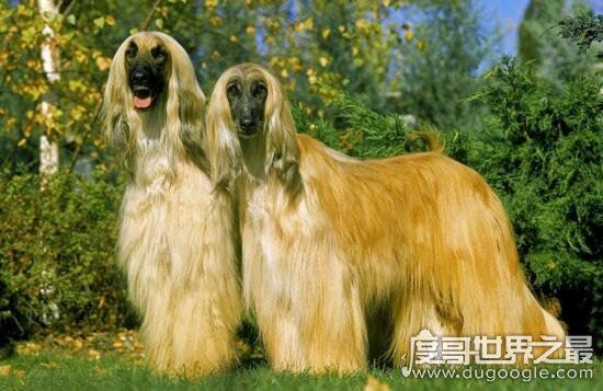 阿富汗猎犬多少钱一只，价值8000的贵族犬(国内禁养)