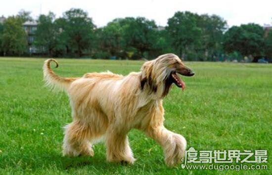 阿富汗猎犬多少钱一只，价值8000的贵族犬(国内禁养)