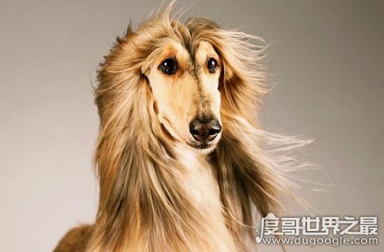 阿富汗猎犬多少钱一只,价值8000的贵族犬(国内禁养)