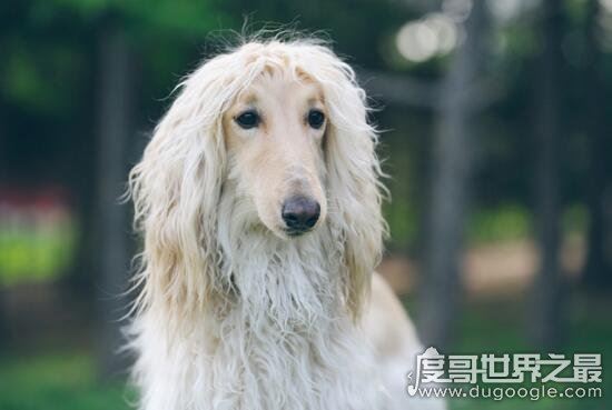 阿富汗猎犬多少钱一只，价值8000的贵族犬(国内禁养)