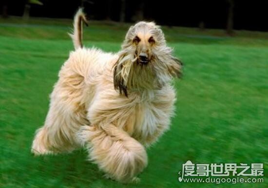 阿富汗猎犬多少钱一只，价值8000的贵族犬(国内禁养)