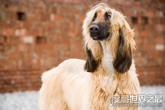 阿富汗猎犬多少钱一只,价值8000的贵族犬(国内禁养)