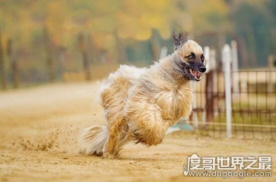 阿富汗猎犬多少钱一只，价值8000的贵族犬(国内禁养)