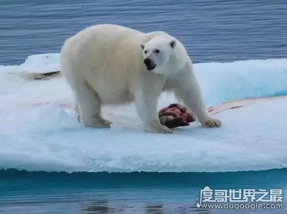 北极熊为什么不吃企鹅,因为企鹅在南极(两者不属于一个食物链)