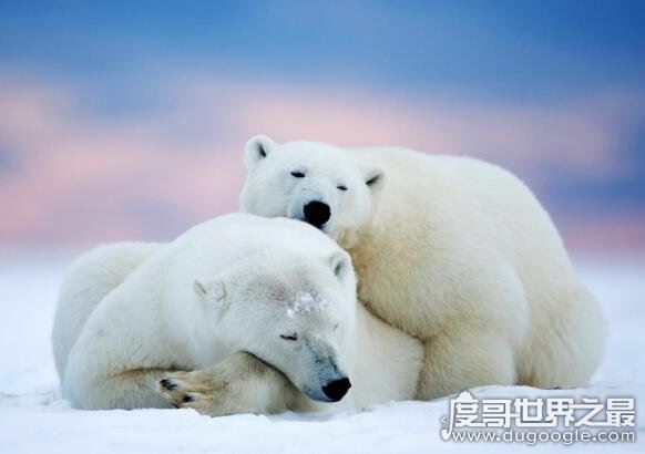 北极熊为什么不吃企鹅，因为企鹅在南极(两者不属于一个食物链)