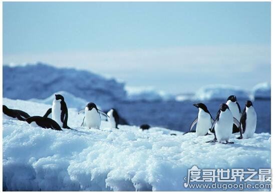 北极熊为什么不吃企鹅，因为企鹅在南极(两者不属于一个食物链)