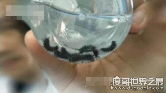 苗族下蛊的神奇之处,告诉你如何防范和辨认蛊毒