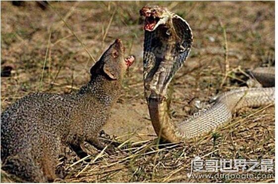 万毒之王的蛇怕什么，最怕雄黄(也怕火和烟熏)