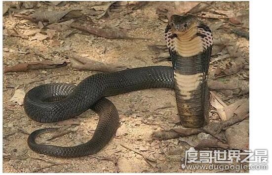 万毒之王的蛇怕什么，最怕雄黄(也怕火和烟熏)