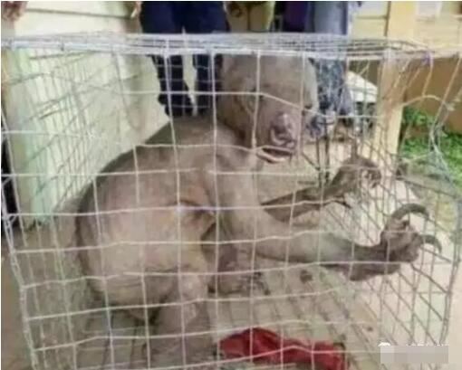 水猴子就是水鬼真的会吃人,水猴子水鬼图片太恐怖了