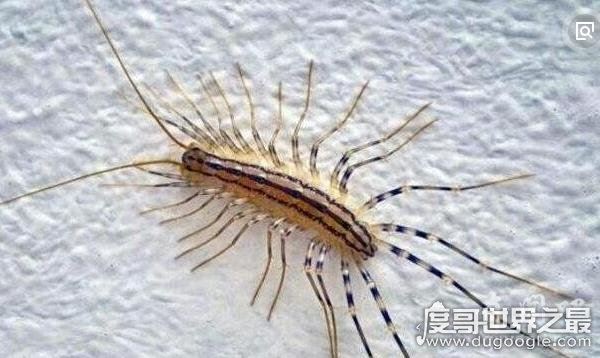 “草鞋底子”学名叫蚰蜒，传言能钻入耳朵寄生人体(假的)
