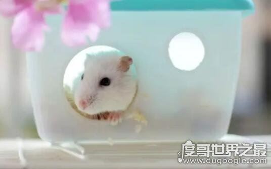 仓鼠的寿命有多长,平均2-3年(寿命最长的仓鼠品种介绍)