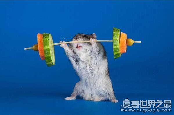 仓鼠的寿命有多长，平均2-3年(寿命最长的仓鼠品种介绍)