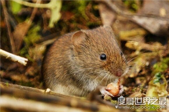 仓鼠的寿命有多长,平均2-3年(寿命最长的仓鼠品种介绍)