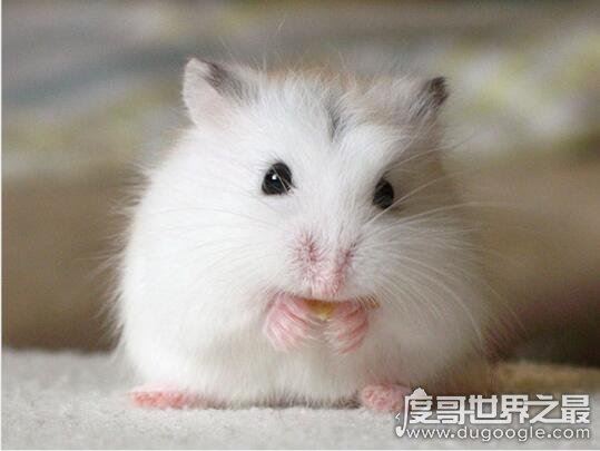 仓鼠的寿命有多长,平均2-3年(寿命最长的仓鼠品种介绍)